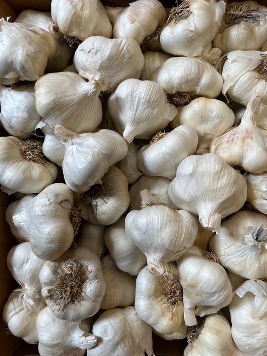 Gilroy Garlic from Christopher Ranch 5 loose heads $4.75